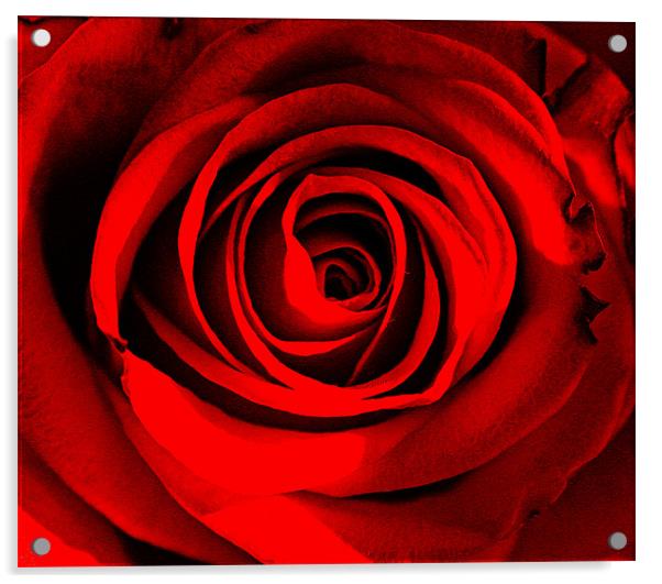 Rose Love. Acrylic by Rosanna Zavanaiu