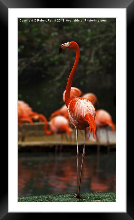 Proud Flamingo Framed Mounted Print by Robert Pettitt