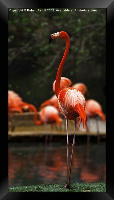 Proud Flamingo Framed Print by Robert Pettitt
