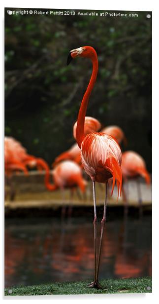Proud Flamingo Acrylic by Robert Pettitt
