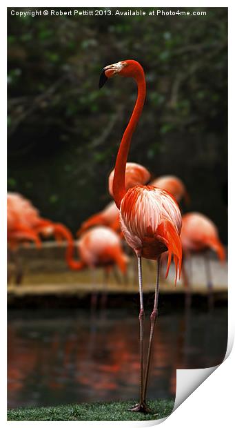 Proud Flamingo Print by Robert Pettitt