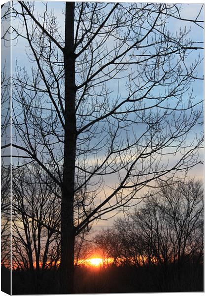 Sunrise Canvas Print by stacey meyer