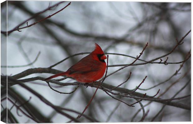 Northern Cardinal Canvas Print by stacey meyer