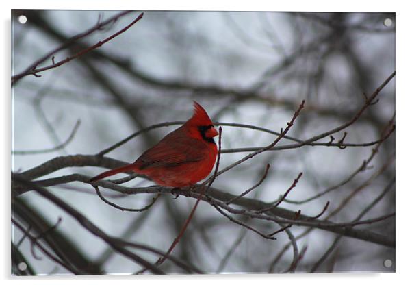 Northern Cardinal Acrylic by stacey meyer