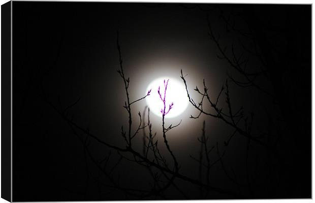Full Moon Canvas Print by stacey meyer
