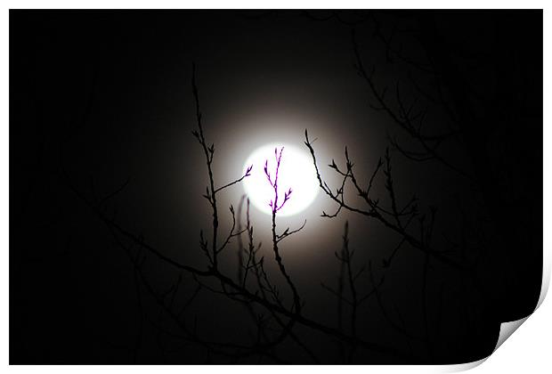 Full Moon Print by stacey meyer