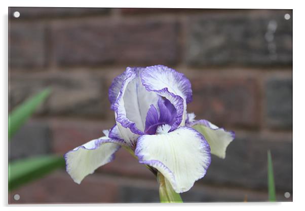 Purple Iris Acrylic by stacey meyer