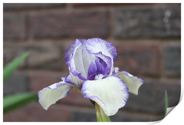 Purple Iris Print by stacey meyer