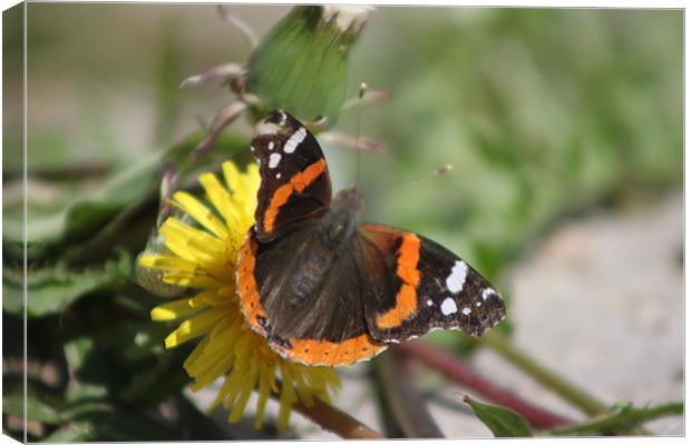 Red Admiral Canvas Print by stacey meyer