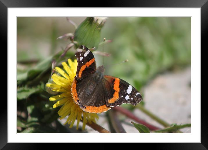 Red Admiral Framed Mounted Print by stacey meyer