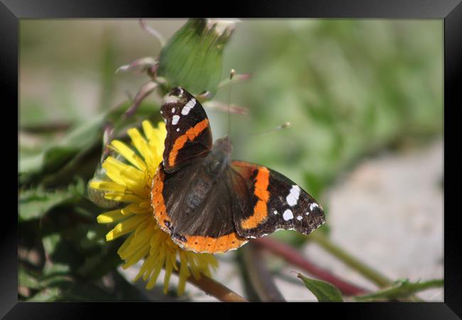 Red Admiral Framed Print by stacey meyer