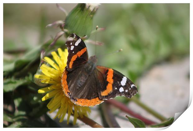 Red Admiral Print by stacey meyer