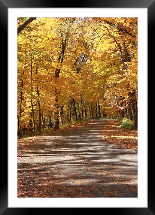 Trip Through Fall Framed Mounted Print by stacey meyer
