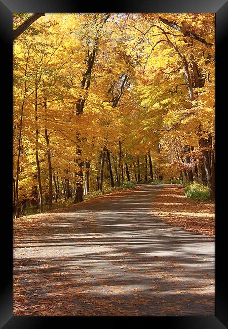 Trip Through Fall Framed Print by stacey meyer