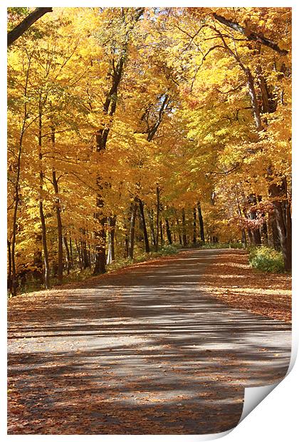 Trip Through Fall Print by stacey meyer