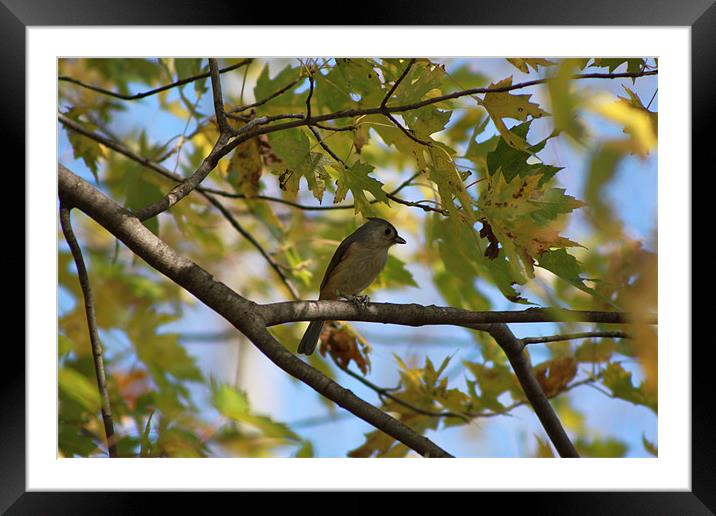Tufted Titmouse Framed Mounted Print by stacey meyer