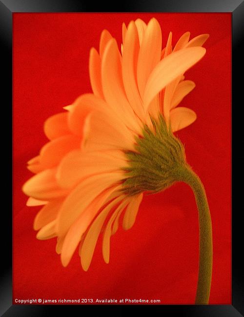 Orange Gerbera Framed Print by james richmond