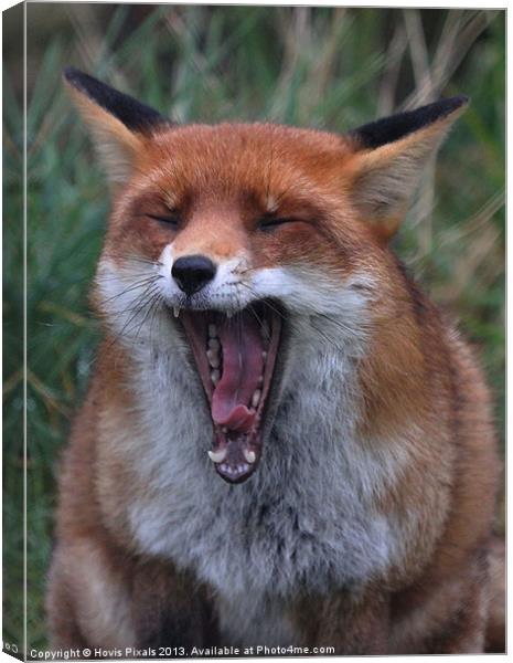The Yawn Canvas Print by Dave Burden