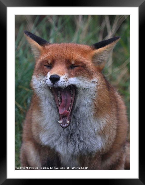 The Yawn Framed Mounted Print by Dave Burden