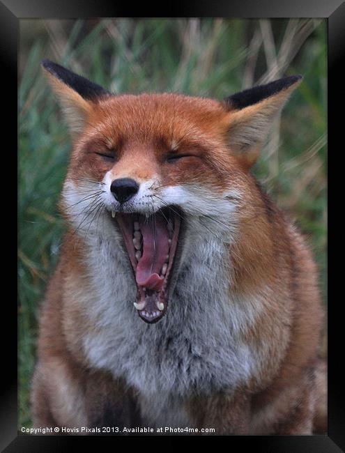 The Yawn Framed Print by Dave Burden
