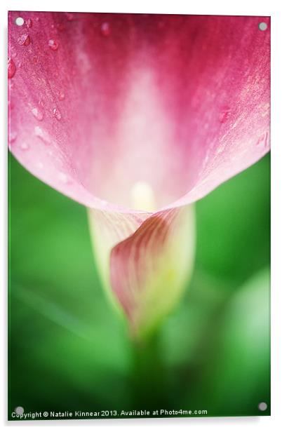 Pink Calla Lily Acrylic by Natalie Kinnear