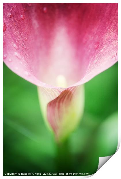 Pink Calla Lily Print by Natalie Kinnear