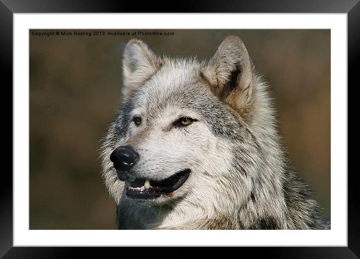 Grey Wolf Framed Mounted Print by RSRD Images 