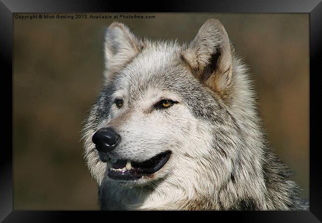 Grey Wolf Framed Print by RSRD Images 