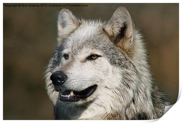 Grey Wolf Print by RSRD Images 