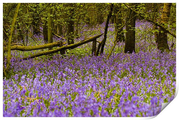 Bluebell Wood Print by Mark Llewellyn