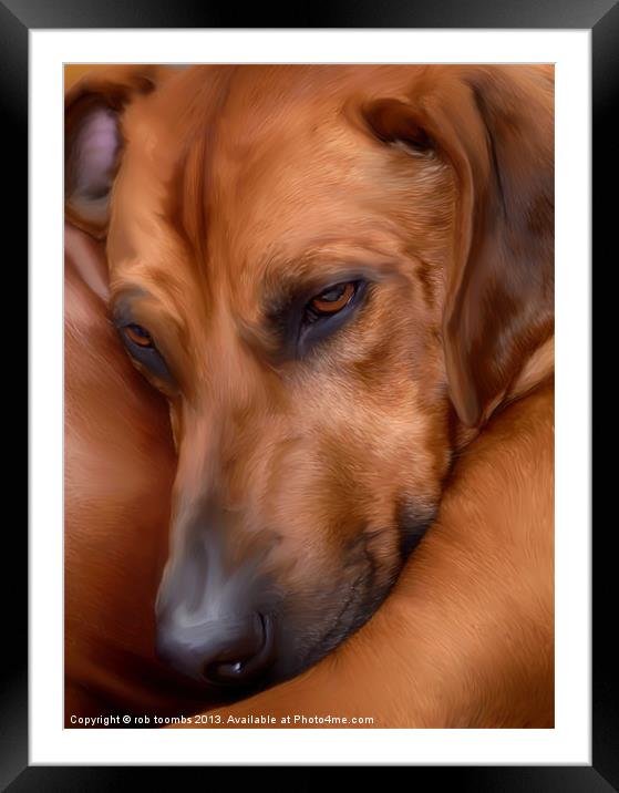 THE RESTING RIDGEBACK Framed Mounted Print by Rob Toombs