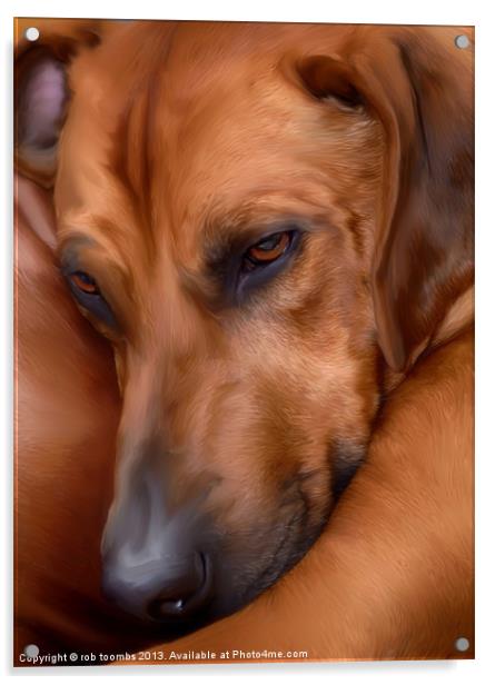 THE RESTING RIDGEBACK Acrylic by Rob Toombs
