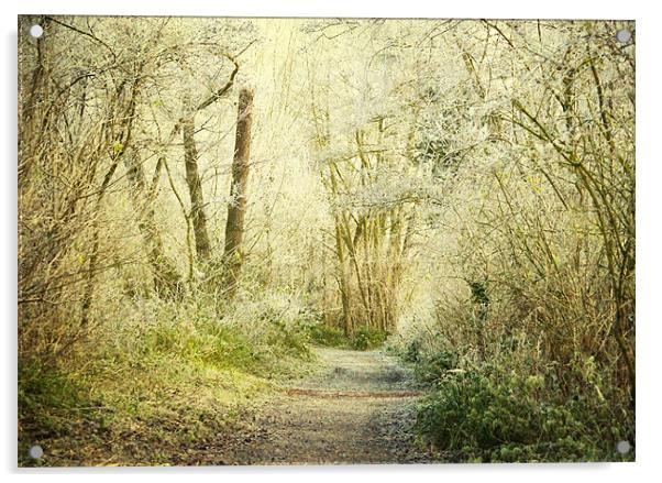enchanted footpath Acrylic by Dawn Cox