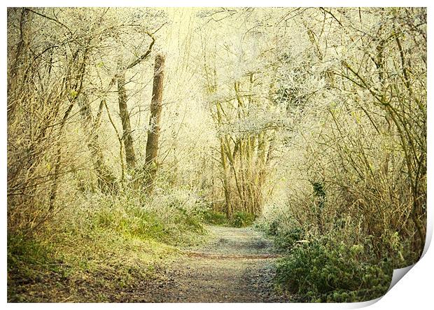 enchanted footpath Print by Dawn Cox