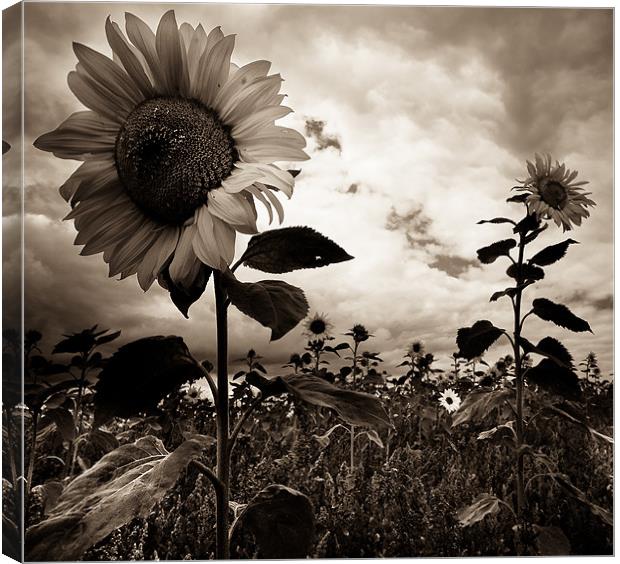 Sunflowers Canvas Print by Paula Puncher
