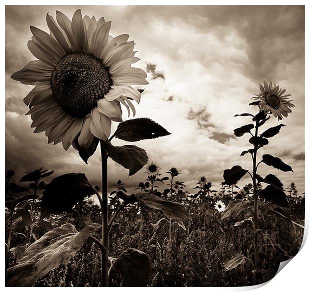 Sunflowers Print by Paula Puncher