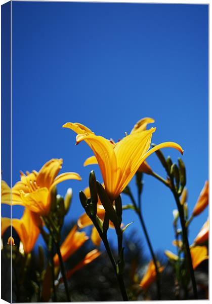 Canary Yellow Lillies Canvas Print by Tenerife Memoriez