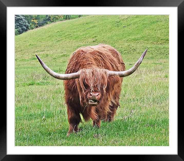 Brown Longhorned Highland Cow Framed Mounted Print by philip clarke