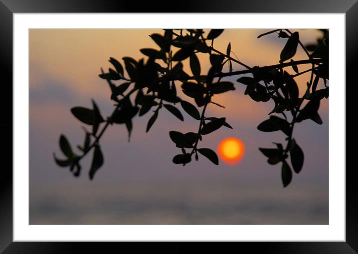 Sun through branch Framed Mounted Print by Hassan Najmy