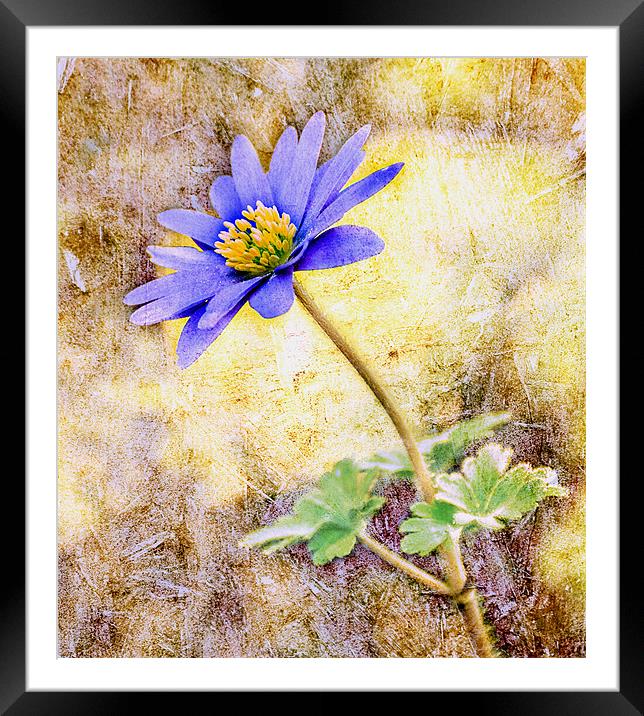 Textured Windflower Framed Mounted Print by Pauline Lewis