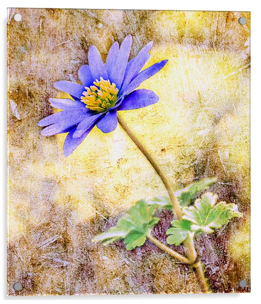Textured Windflower Acrylic by Pauline Lewis