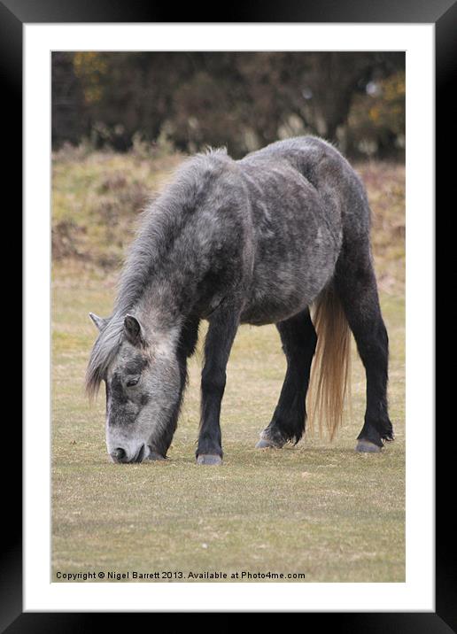 Lend me your Grey Mare Framed Mounted Print by Nigel Barrett Canvas