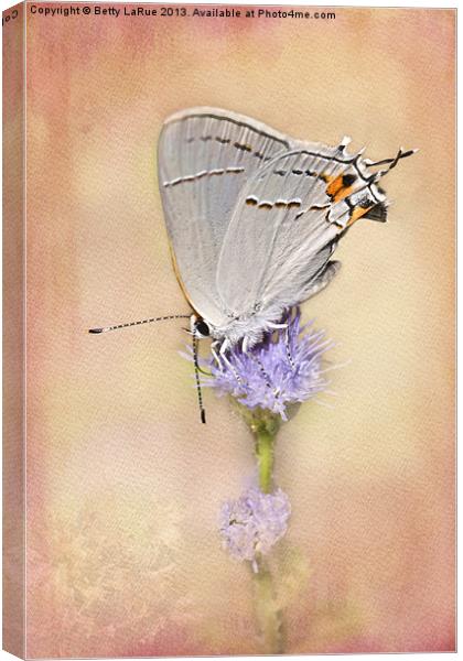 Gray Hairstreak Butterfly Canvas Print by Betty LaRue