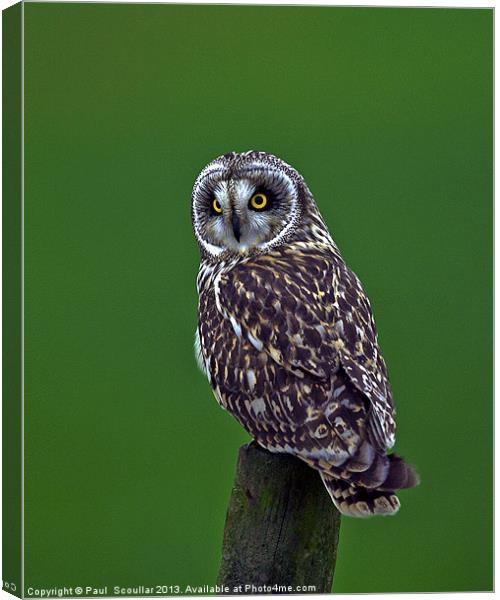Short Eared Owl Canvas Print by Paul Scoullar