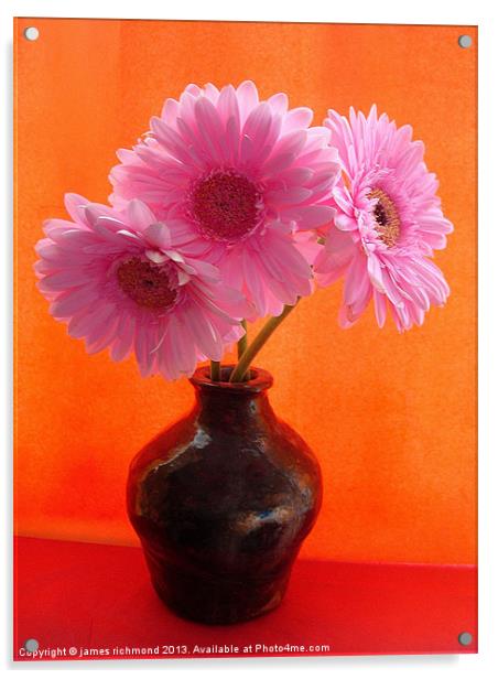 Pink Gerbera Acrylic by james richmond
