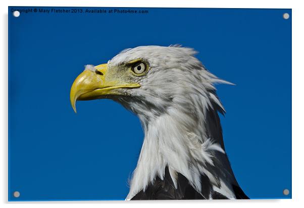 Bald Eagle Acrylic by Mary Fletcher