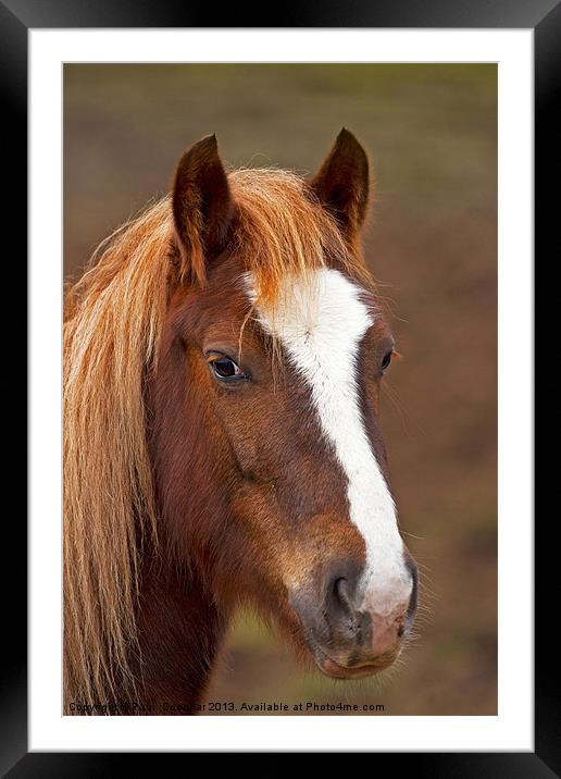 Horse headstudy Framed Mounted Print by Paul Scoullar