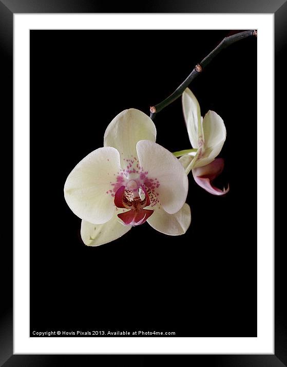 Orchid Framed Mounted Print by Dave Burden