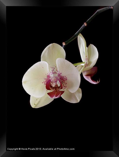 Orchid Framed Print by Dave Burden