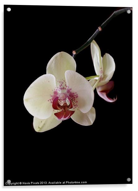 Orchid Acrylic by Dave Burden
